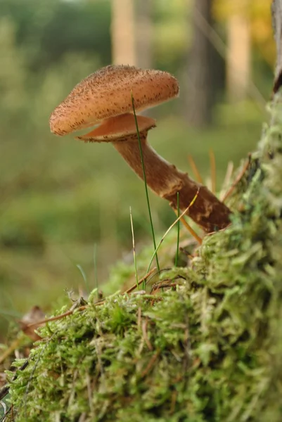 Brown mushrooms on forest soil in autumn — Stock Photo, Image