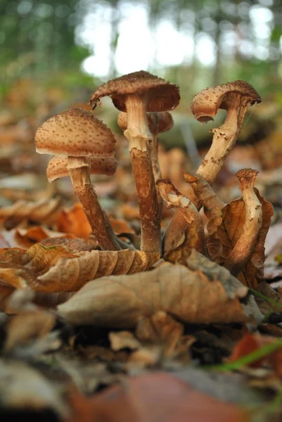 Brown mushrooms on forest soil in autumn — Stock Photo, Image