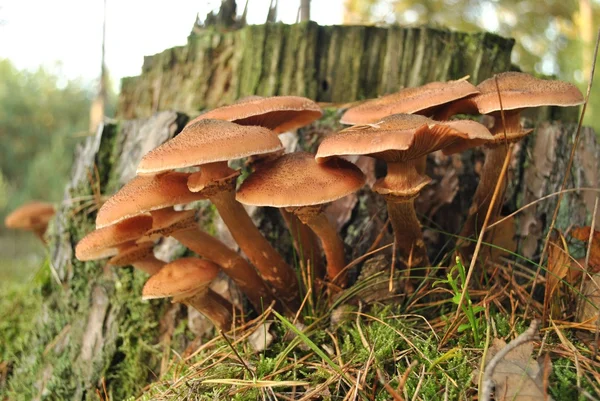 Brown mushrooms on forest soil in autumn — Stock Photo, Image