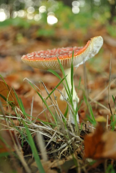 Légyölő galóca erdei talajon — Stock Fotó