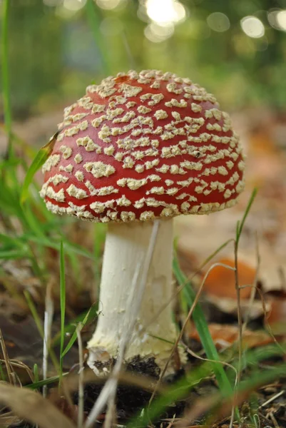Fly agaric on forest soil — Stock Photo, Image