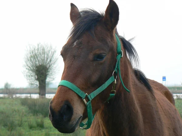 Krásný kůň na poli — Stock fotografie