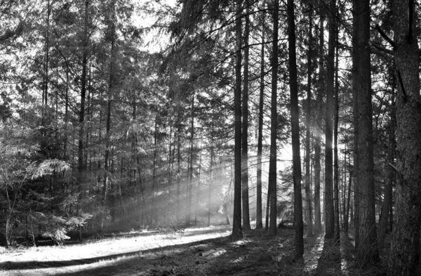 Sonnenstrahlen im Wald — Stockfoto
