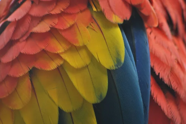 Renkli Amerika papağanı tüyleri — Stok fotoğraf