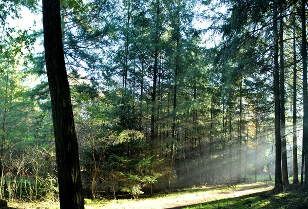Sonnenstrahlen im Wald — Stockfoto