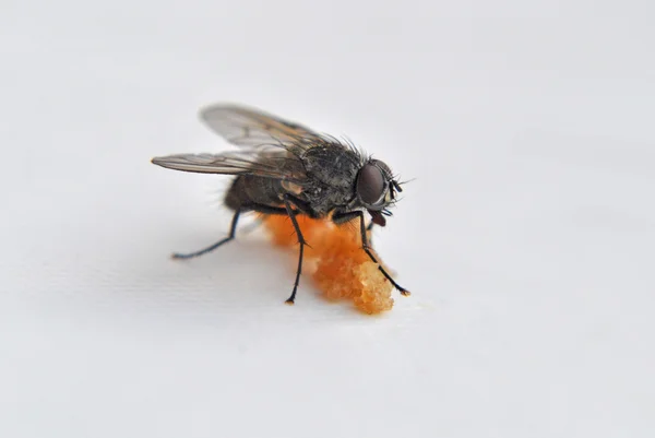 Um tiro macro da mosca — Fotografia de Stock