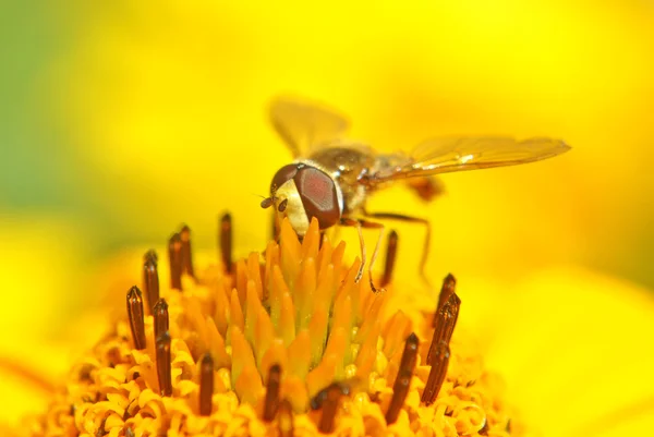 黄蜂在一朵太阳花 图库图片