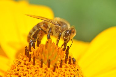 bir ayçiçeği üzerinde yaban arısı
