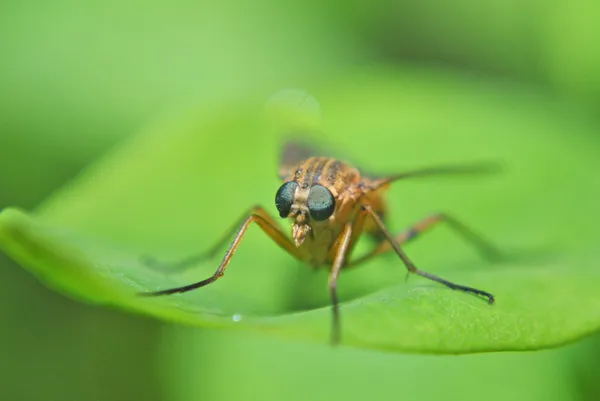 Mosquito na folha verde — Fotografia de Stock