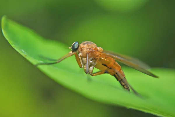 Mosquito on green leaf — Stock Photo, Image