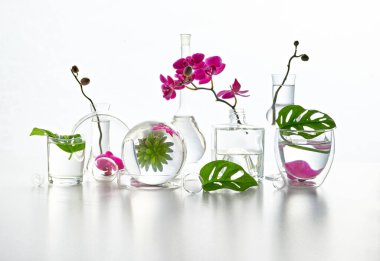 Doğal laboratuvar. Mavi orkide çiçekleri ve şeffaf cam vazolar, kavanozlar ve şişelerde egzotik canavar yapraklarıyla soyut çiçek aranjmanı. Yansımalar, çiçekli elementler suda bozulmuş..