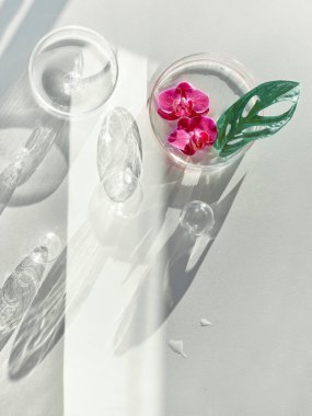 Soyut cam dekor, egzotik canlı morumsu çiçekler. Canavar yaprakları, orkide çiçekleri, petri kapları ve cam toplar. Doğrudan güneş ışığı, uzun gölgeler. Düz konum, üst görünüm, kapalı beyaz arkaplan.