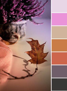 Autumn natürmort resminin rengiyle uyuşuyor. Kuru meşe yaprakları, pembe kenevir saksısı ve beyaz masada krem rengi eşarp. Doğal ışık, güçlü uzun gölgeleri olan güneş ışığı. Mevsimlik ev dekorasyonu.