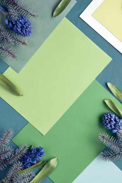 绿色的几何纸背景 蓝色的兰花在分层对角线硬纸板纸上 复制空间 文字的位置 早春季节自然装饰 — 图库照片