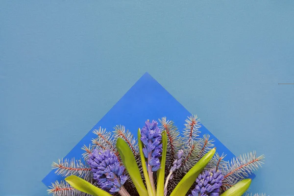 Modré Květy Hyacintu Přírodní Jedle Modrém Papírovém Trojúhelníku Zimní Sezónní — Stock fotografie