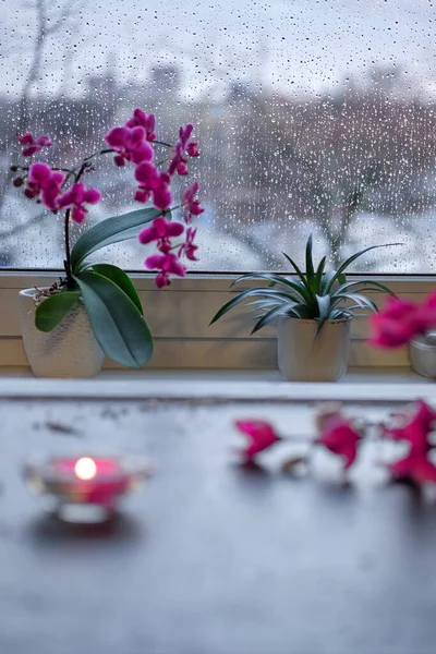 Wintertime with candle and flowers. Sunset window with orange glow, pink and fuchsia orchid and magnolia flowers. Aromatic candle, tea light. Romantic indoor background.