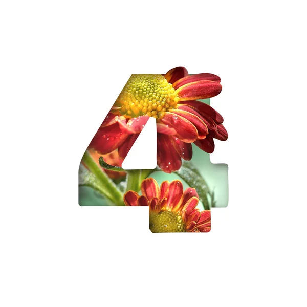 Número Cortado Forma Quadrado Quatro Silhuetas Com Flores Crisântemo Cortadas — Fotografia de Stock