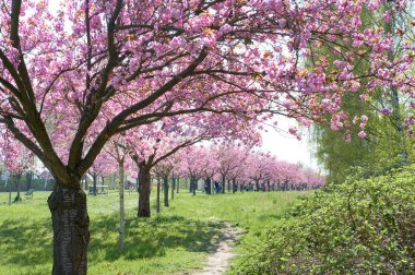 Teltow, Berlin 'deki TV-Asahi-Alley' de kiraz çiçekleri, pembe sakura ağaçları. Çiçek açan Sakura sokağı eski Duvar 'ın yolunu izliyor..
