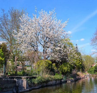 Parlak bir günde, nehir kenarında mavi gökyüzü olan beyaz kiraz ya da elma ağacı çiçek açar ya da yansıması olan bir su kanalı. Baharda güneşli bir gün.