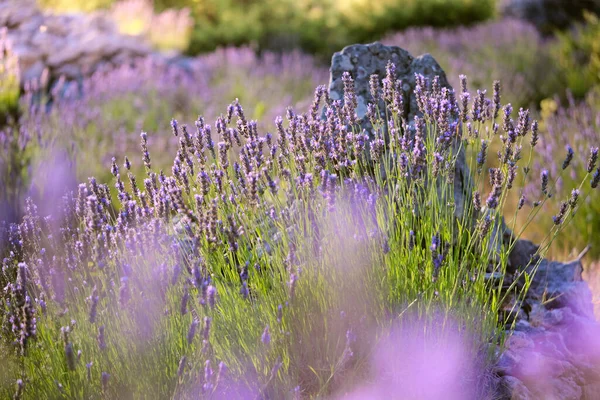 Närbild Fjälllavendel Hvar Kroatien Lavendelolja Används Aromaterapi Parfymingrediens Ljus Lila — Stockfoto