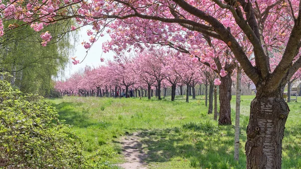 Cherry Blossoms Pink Sakura Trees Asahi Alley Teltow Berlin Germany — Stock Photo, Image