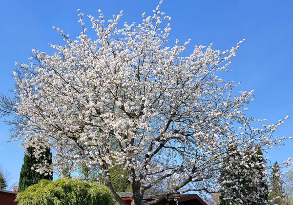 Cerezo Blanco Manzano Flor Día Brillante Con Cielo Azul Día —  Fotos de Stock
