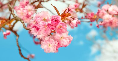 Pembe sakura, kiraz çiçeği. Mavi gökyüzüyle aydınlık bir günde dallara, çiçeklerle yakın çekim. Pembe ve soluk mavi renklerle romantik bahar zamanı doğal arka plan,