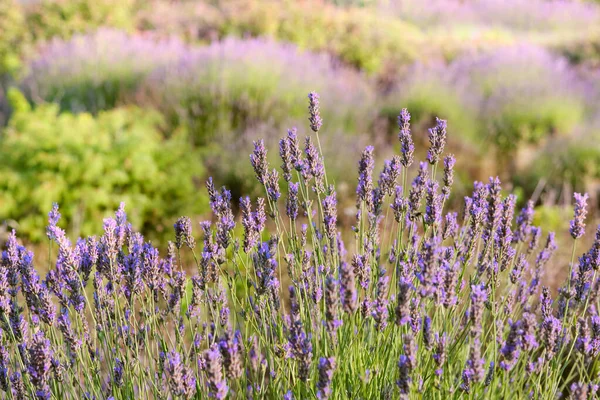 Primo Piano Sulla Lavanda Montagna Sull Isola Hvar Croazia Olio — Foto Stock