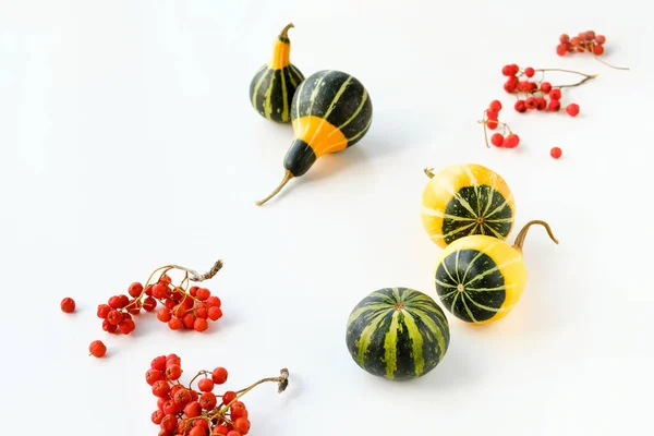 Natural Autumn decorations. Decorative Fall pumpkins, climbing plants and red rowan berry. Natural seasonal Fall composition in yellow, red and stripy green on off white background.