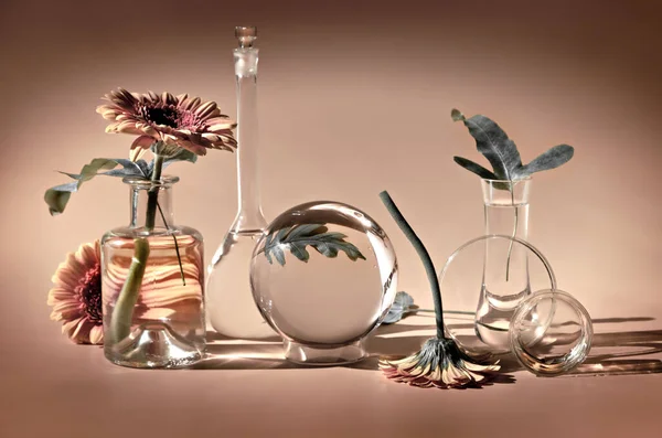 Biophilia Design Background White Gerbera Exotic Leaves Flowers Transparent Glass Fotos De Stock Sin Royalties Gratis