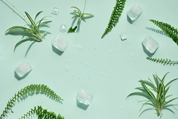 Summer mint green background with cold frozen ice cubes and leaves of house plants. Direct sunlight with shadows.