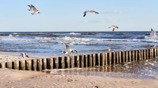 Seaside Baltic Sea Poland Seagulls Stormy Sea Waves Hiting Wooden — Zdjęcie stockowe