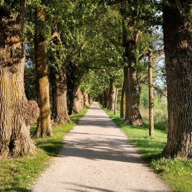 Ancient trees, footpath through old alleyway in Tartu, Estonia. Bright sunny Summer day, long shadows.