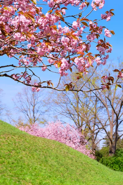 Sakura Fliegeberg Hill Liliental Park South Berlin Pink Sakura Twigs — Stock Photo, Image
