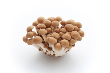 Beyaz arka plan üzerinde izole shimeji mantar