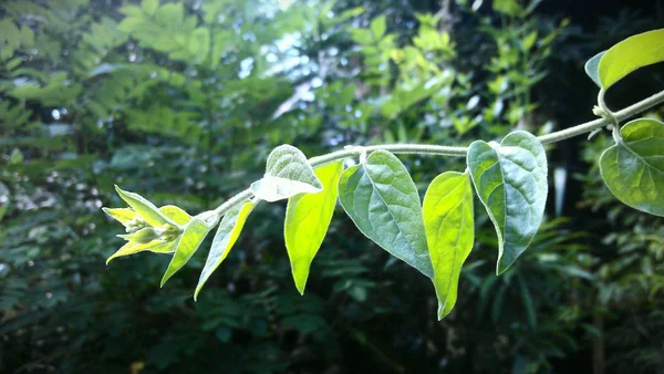 Ramo iluminado pelo sol direto de uma árvore de flor branca usada para oferecer flores em atividades religiosas no sri lanka — Fotografia de Stock