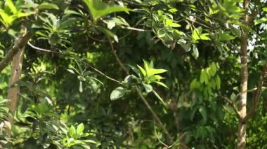 Green Leaves and branches in waving and moving in natural breeze