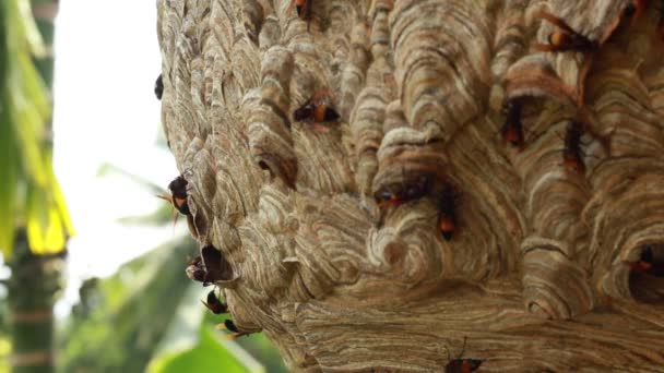 Wasp Hive Wilderness Wasps Moving Out — Stock Video