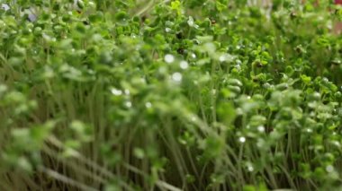 Makro, hardal tohumu yeşili bitkileri kapat. 