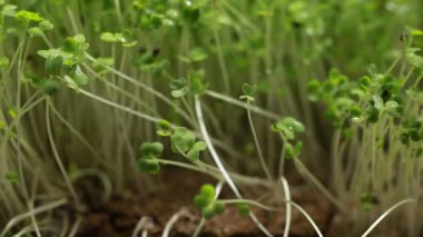 Makro, hardal tohumu yeşili bitkileri kapat. 