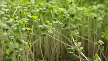 Makro, hardal tohumu yeşili bitkileri kapat. 