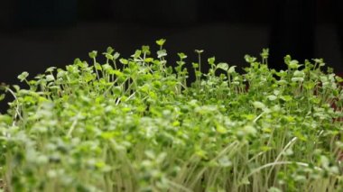 Makro, hardal tohumu yeşili bitkileri kapat. 