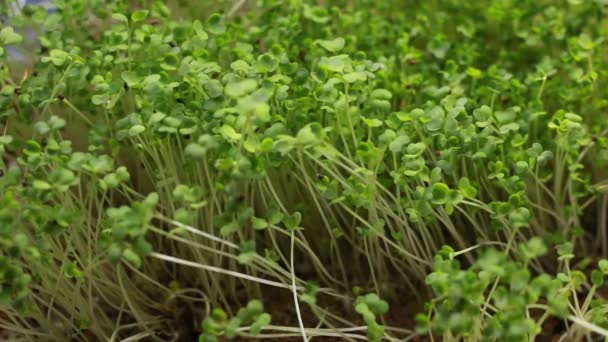Макро Близкое Закрытие Горчичных Зелёных Растений — стоковое видео