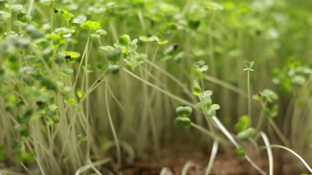 Macro Close Mustard Seed Green Plants — Stock Video