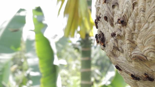 荒野中的蜂窝 蜂群进进出出 — 图库视频影像