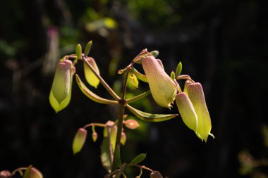 Doğal yeşil dallar yapraklar ve bitkiler doğada