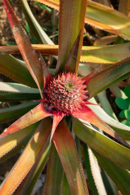 Tarım alanında bitkiler ve yeşil yaprak ekimi