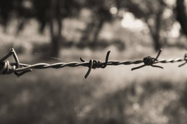 Bulanık arkaplana yakın dikenli tel görüntüsü