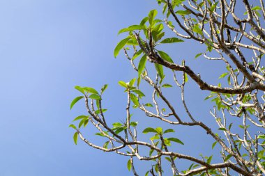 Doğal yeşil dallar yapraklar ve bitkiler doğada