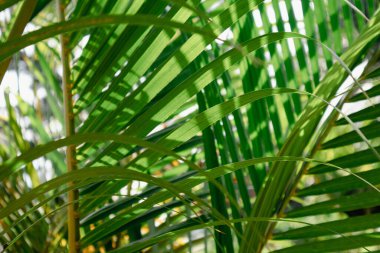 Doğada doğal palmiye ağaçları ve yapraklar